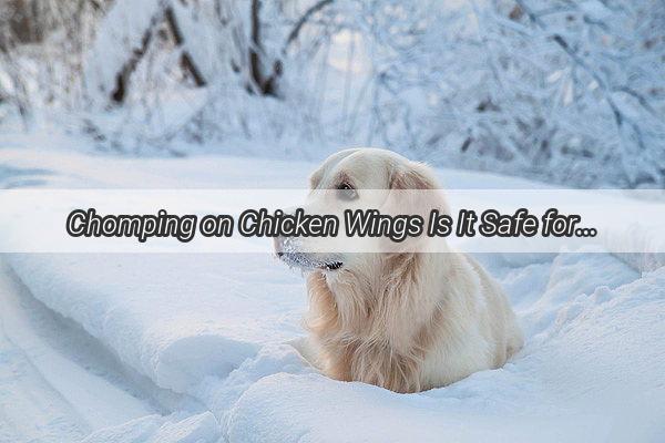 Chomping on Chicken Wings Is It Safe for Our Furry Friends